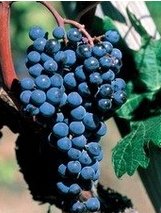 桑娇维塞_360百科