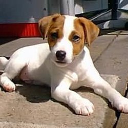 杰克罗素梗_360百科