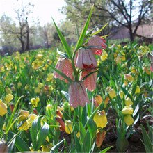 新疆贝母_360百科