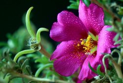 午时花