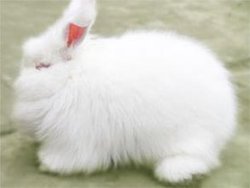 镇海长毛兔_360百科