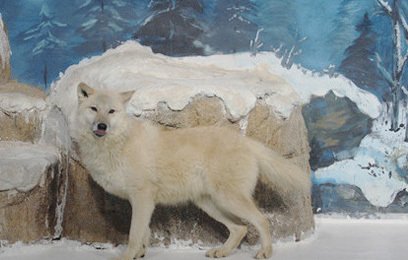 天津海昌极地海洋世界成人门票