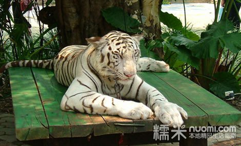 动物种类繁多,数量庞大_动物世界 动物种类繁多,数量庞大