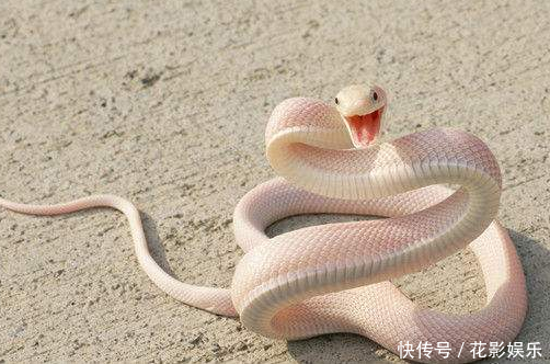 双蛇入梦，花斑与小白蛇的深层寓意