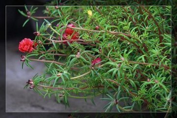 也叫.死不了.太阳花.午时花.掐不死.