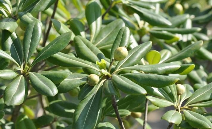 山栀茶(5张)