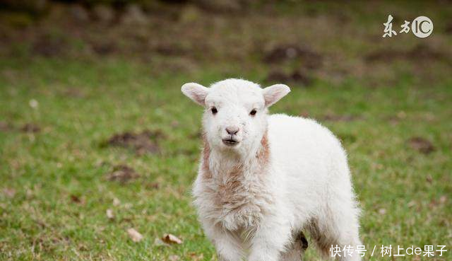 不同月份出生的属羊人,命运也是不同的!