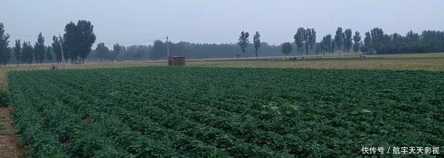 种红薯该如何去种植,很多人都不知道,原来竟是