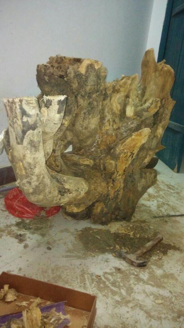 大家看看这个是不是白木香树头,大概什么价位