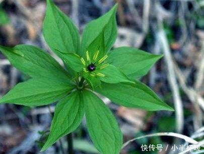 农村一种植物开花像水果，500一斤，为什么农民却不敢种植？