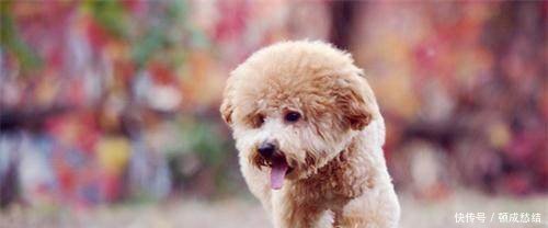 养宠知识泰迪挑食不吃饭怎么办,泰迪狗挑食总