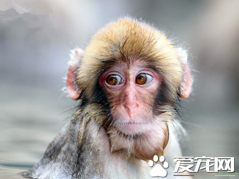个人能不能养猴子 是国家保护动物不可私下买