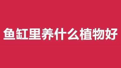 血紅金龍魚圖片高清大圖（血紅金龍魚圖片高清大圖大全） 祥龍水族醫(yī)院