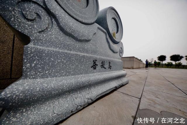 菩提岛 菩提树下 海风拂面 任天地在胸中激荡