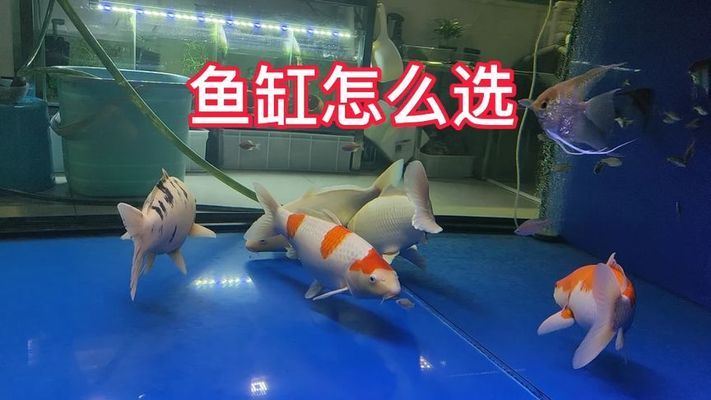 郑州市管城区鸿君森森水族店（郑州市管城区鸿君森森水族店电话）