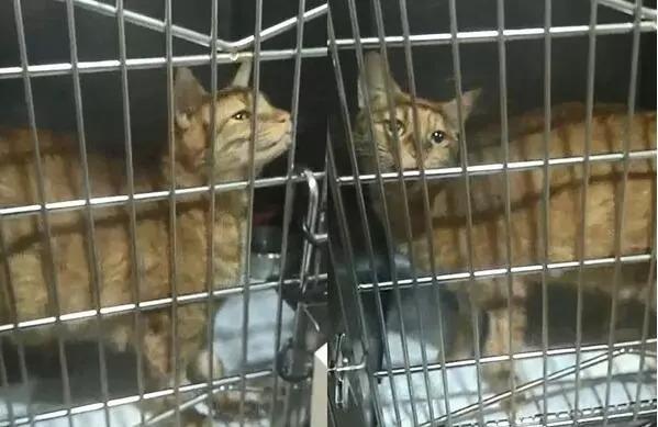 猫咪不停抽搐紧急送医,兽医提醒切勿让猫接触