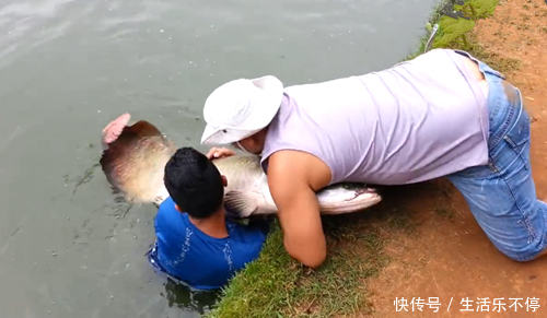 池塘遛鱼大半天，鱼到岸边后，怕鱼逃掉，直接下水把鱼抱上来