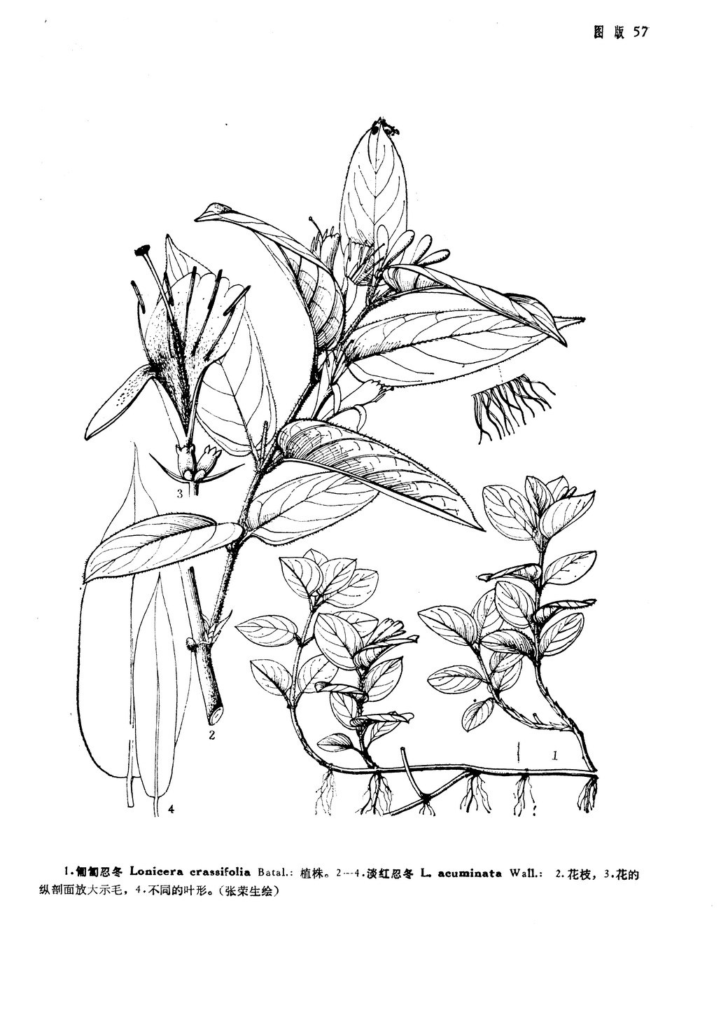 忍冬(原变种)是什么植物 忍冬(原变种)有什么用 忍冬