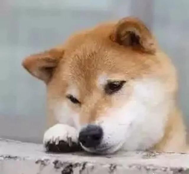 萌得不要不要的INS十大网红宠物~