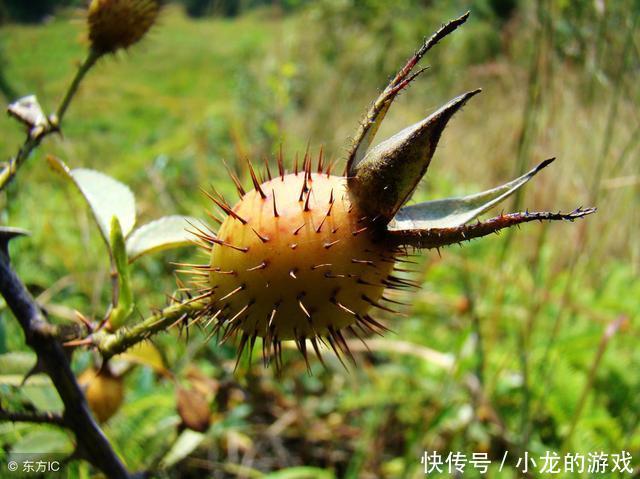 农村常见的名叫刺梨子的野果子,可以泡酒吗有