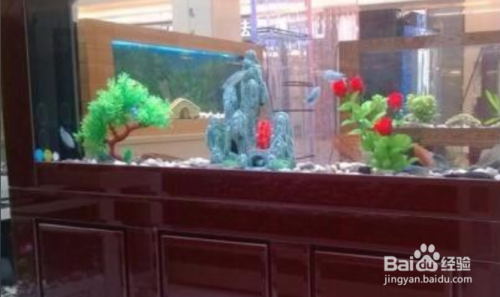 一米二的魚缸適合養(yǎng)什么魚有觀賞性的（一米二的魚缸適合養(yǎng)什么魚有觀賞性的魚）