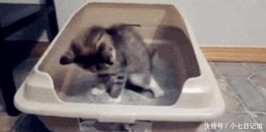 猫砂第一次在厕所的动态表情包跳舞盆里上用力,过于a过于太猫咪图片