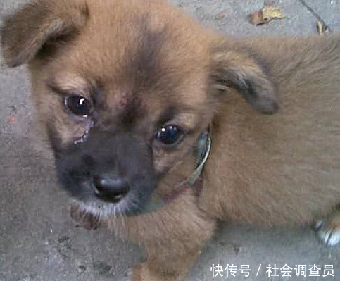 狗狗去公园散步,突然冲进一水沟里,主人跑近一