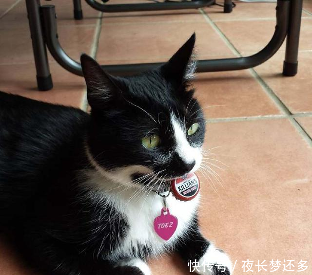 除了喜欢当忍者喵以外,猫咪还有收藏家的潜质