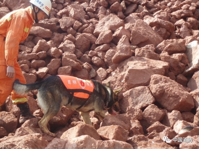 当ta老了 搜救犬金雕的"退休生活"