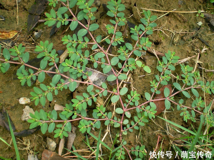 农村山上这种草，堪称药王，能治百病，看见了一定要立刻带回！