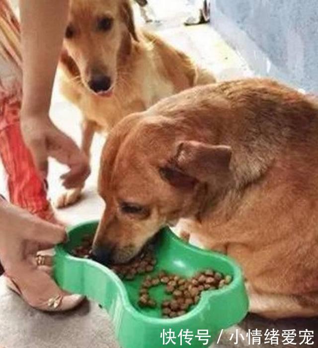 成球,全因主人太过宠爱,看起来就像只泥猴桃!