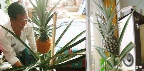 凤梨要剪叶子吗 t010e7c903a99c598ec.jpg