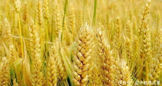 2019年小麦的价格行情怎么样看完专家说的,或