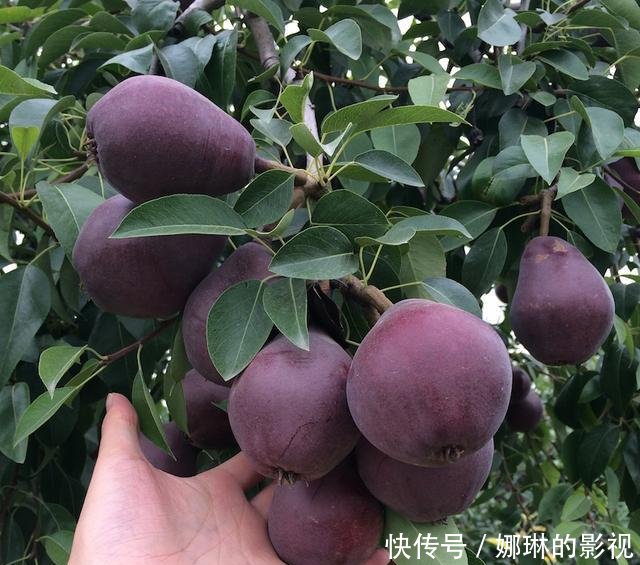 夏天种什么果树成活率高 t010f9b7f0c1294e930.jpg