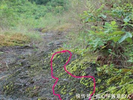 特别的抗癌,但是农村人却嫌它脏不愿吃!这是农