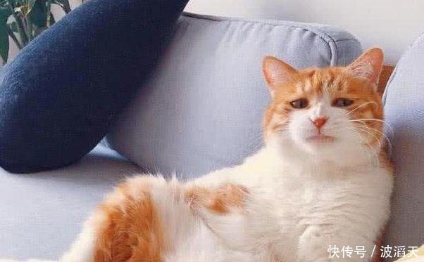 沙发加班到早上回家,表情上的橘猫主人绝了膨胀的使人表情包图片