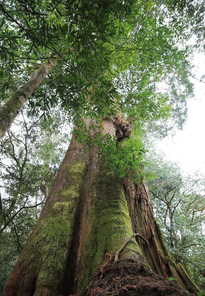 我国年龄最大的9棵树, 第1名比中国历史还长