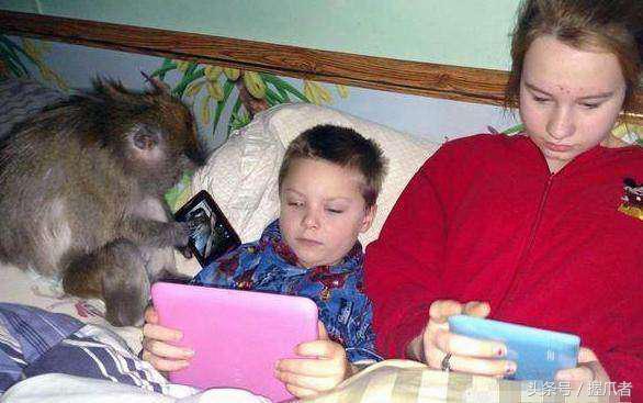 家里养只宠物猴,主人的小帮手、家政小能手,却