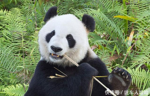 外国人那么喜欢大熊猫,为什么还一直将熊猫送