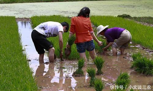 专家不解,不用交公粮,还能领补贴,为啥农民种地热情不高?!