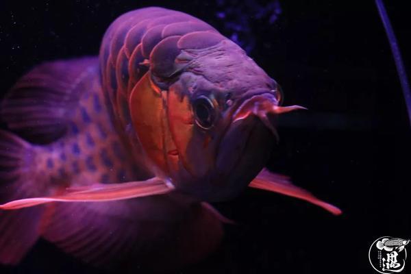 熱彎魚缸和直角魚缸 水族問答