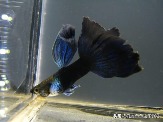 長沙買魚缸造景哪里好看（長沙買魚缸造景哪里好看點）