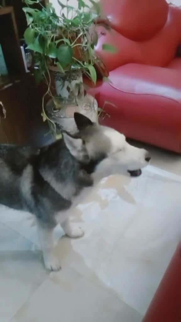 主人接电话,哈士奇在旁边一直嗷叫,这叫声比哭