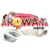 arowana mania