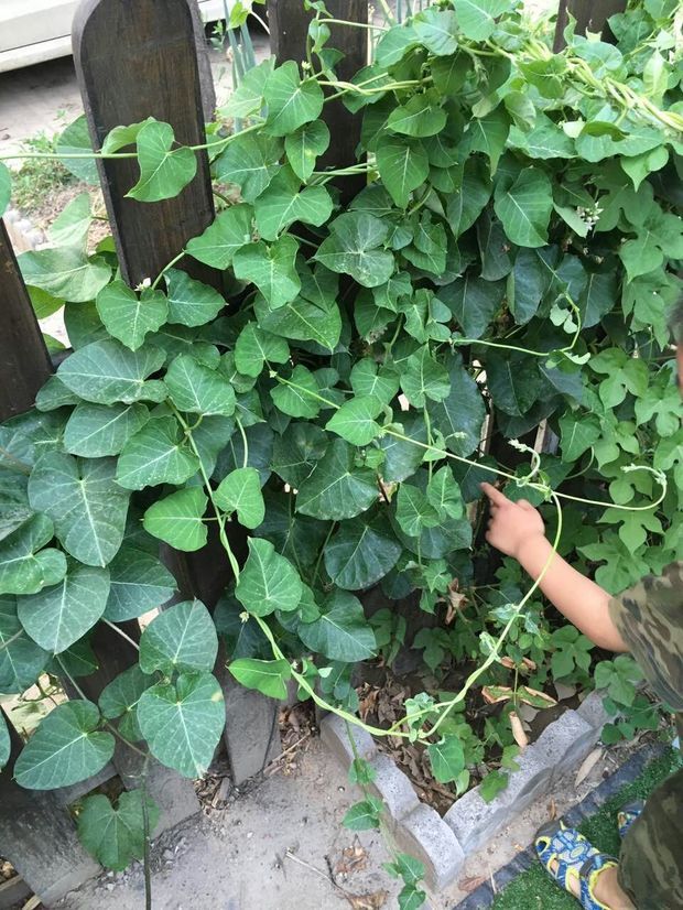 说明 有的地方也叫祖子花(锦州,羊奶角角,牛皮消这个植物是