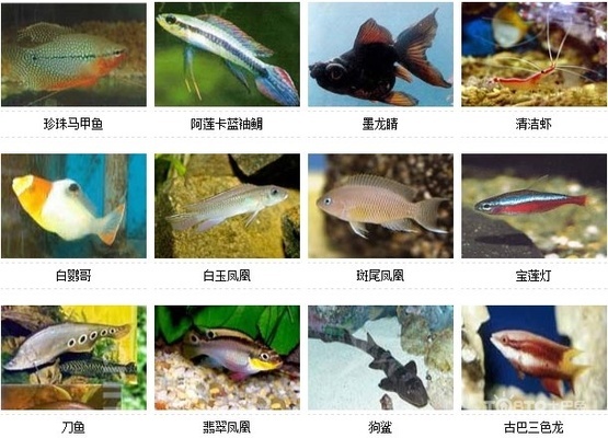 魚缸過(guò)濾材料廠家榜最新(魚缸過(guò)濾器十大品牌)