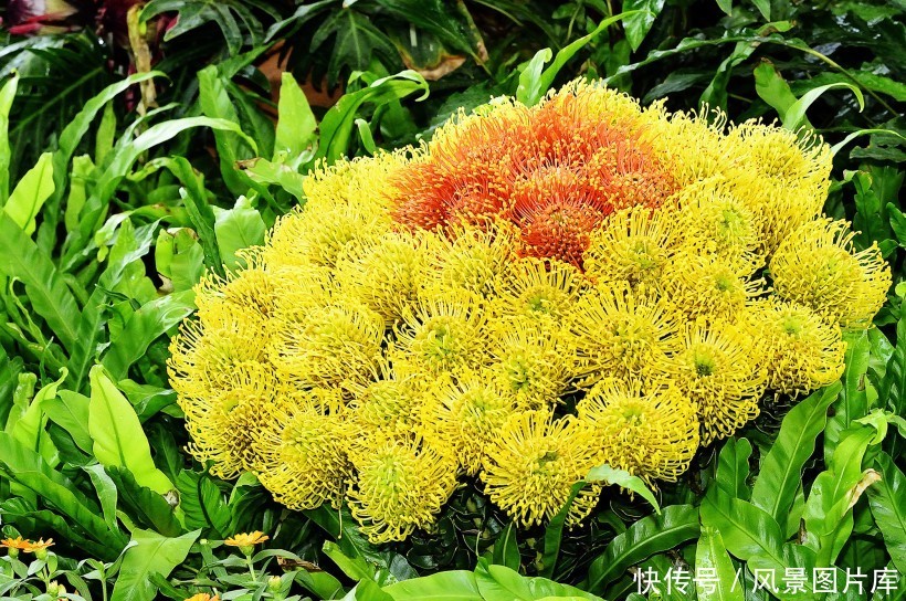 全世界最富贵华丽普蒂亚花,帝王花图片欣赏