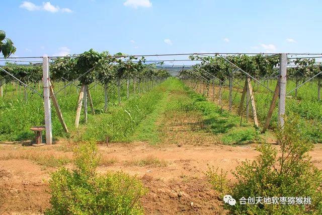 软枣猕猴桃高产高效种植管理方案!11月主攻修