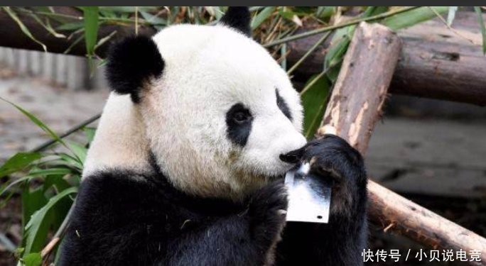 现实版的功夫熊猫上演,成都大熊猫玩菜刀