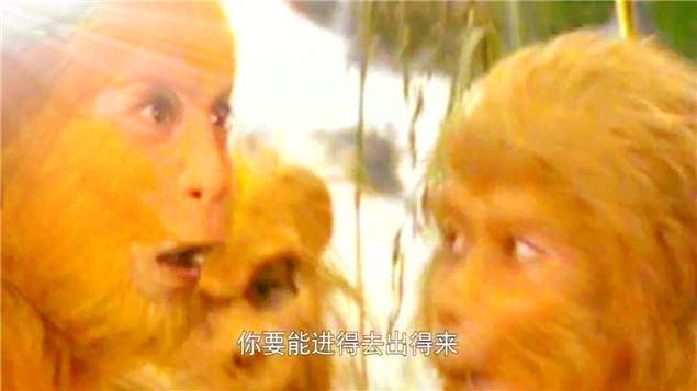 86版西游记的情怀04:都是猴子,为何孙悟空就当上了花果山大王?